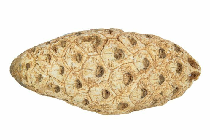 Fossil Cycadophyte Seed Cone - Boujdour, Morocco #255065